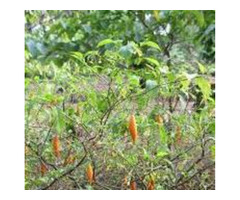 High Quality Iboga +27736310260 Ibogaine