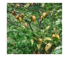 Ibogaine in South Africa ,Cape Town,+27736310260
